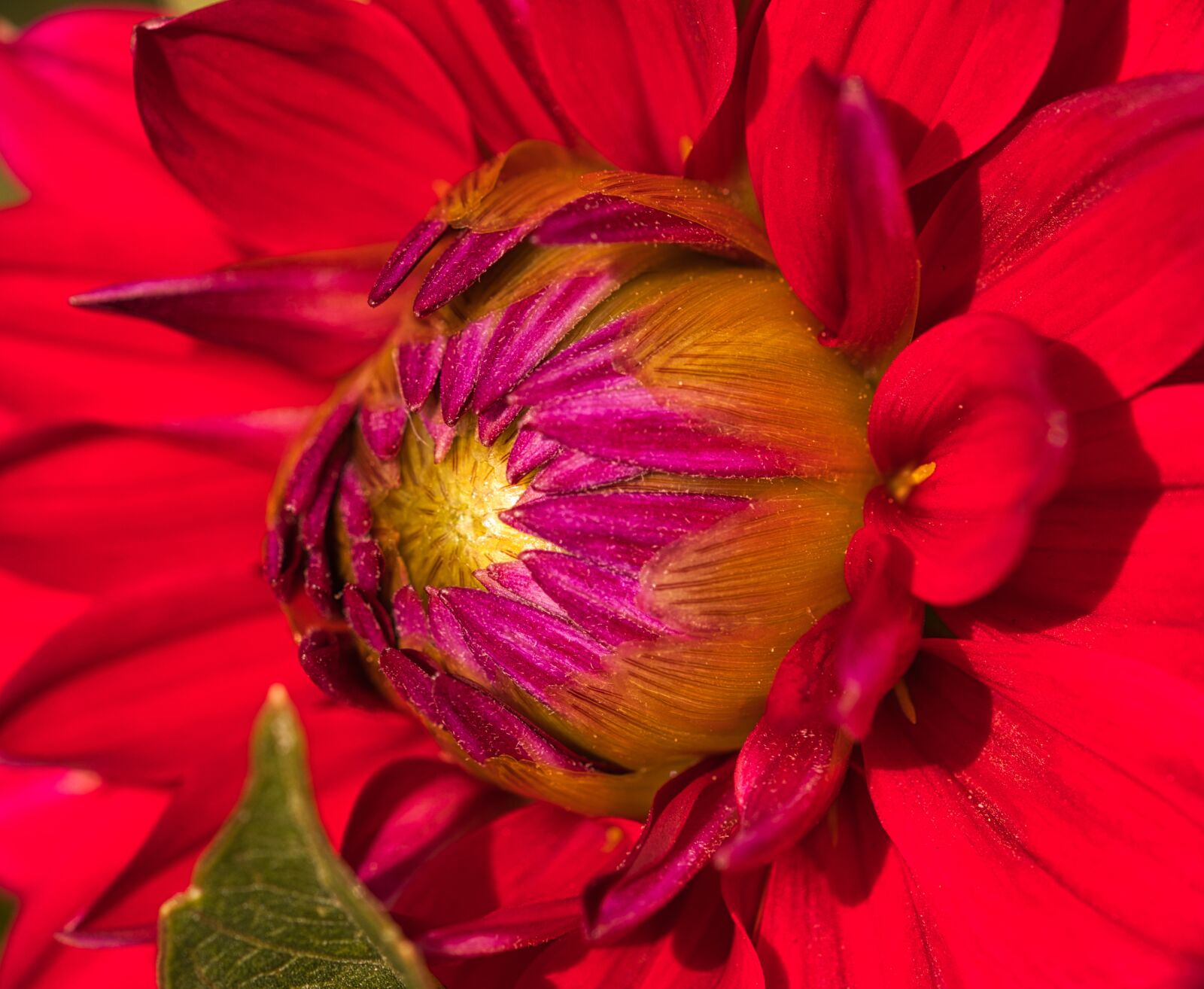 Canon EOS 200D (EOS Rebel SL2 / EOS Kiss X9) sample photo. Dahlia, red, blossom photography