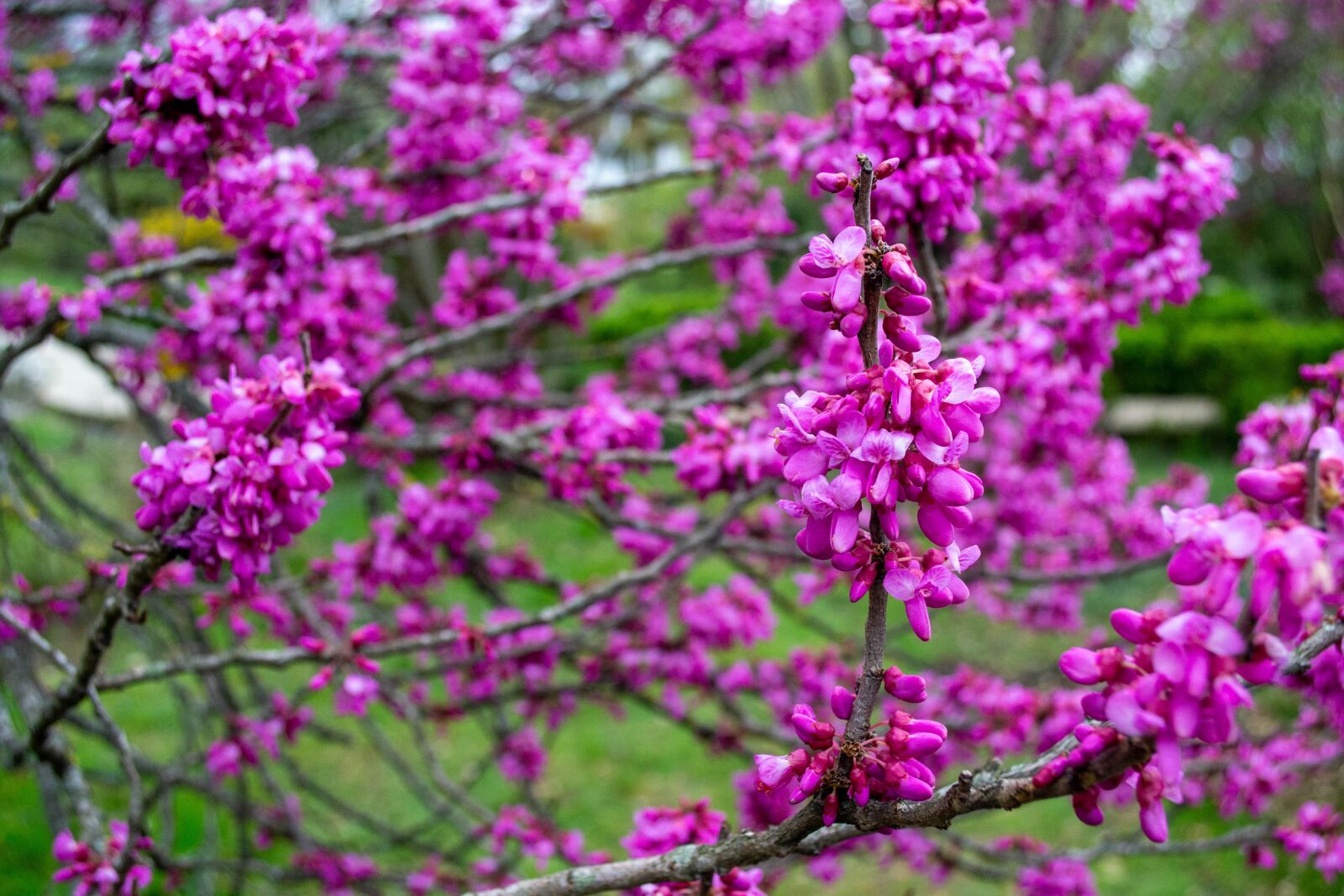 Nikon D3100 sample photo. Flowers, bright, spring photography