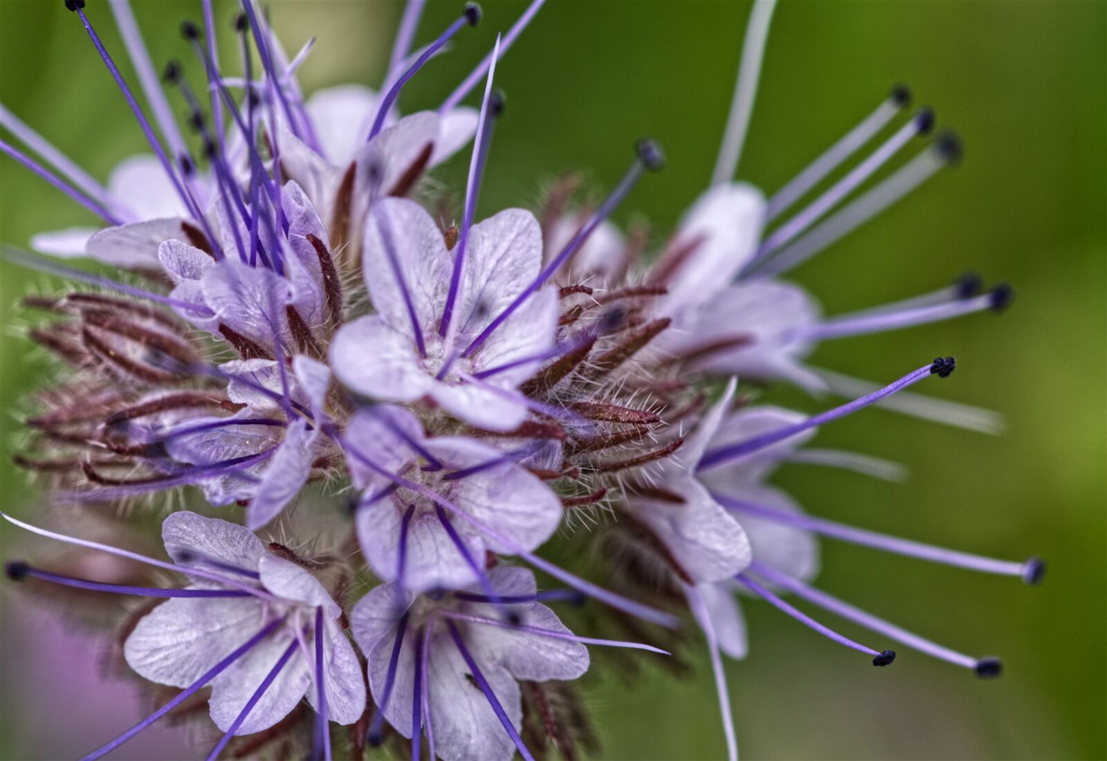 Nikon D5500 sample photo. Blossom, bloom, flower photography