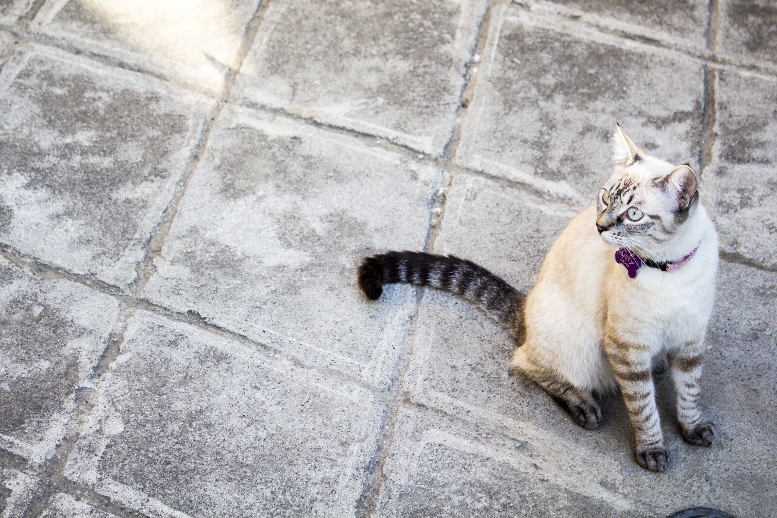 Canon EOS 700D (EOS Rebel T5i / EOS Kiss X7i) sample photo. Cat, animals, domestic photography