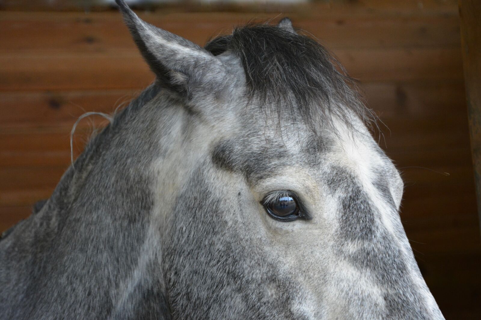 Nikon D5200 sample photo. Horse, horse eye, œil photography
