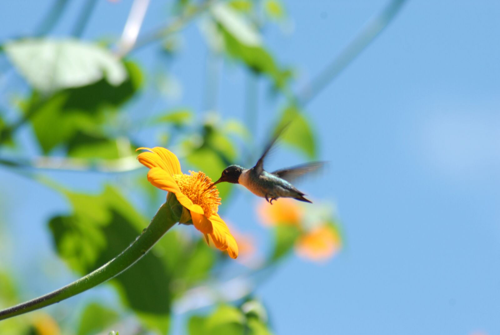 Nikon D200 sample photo. Hummingbird, flower alcahuale, flying photography