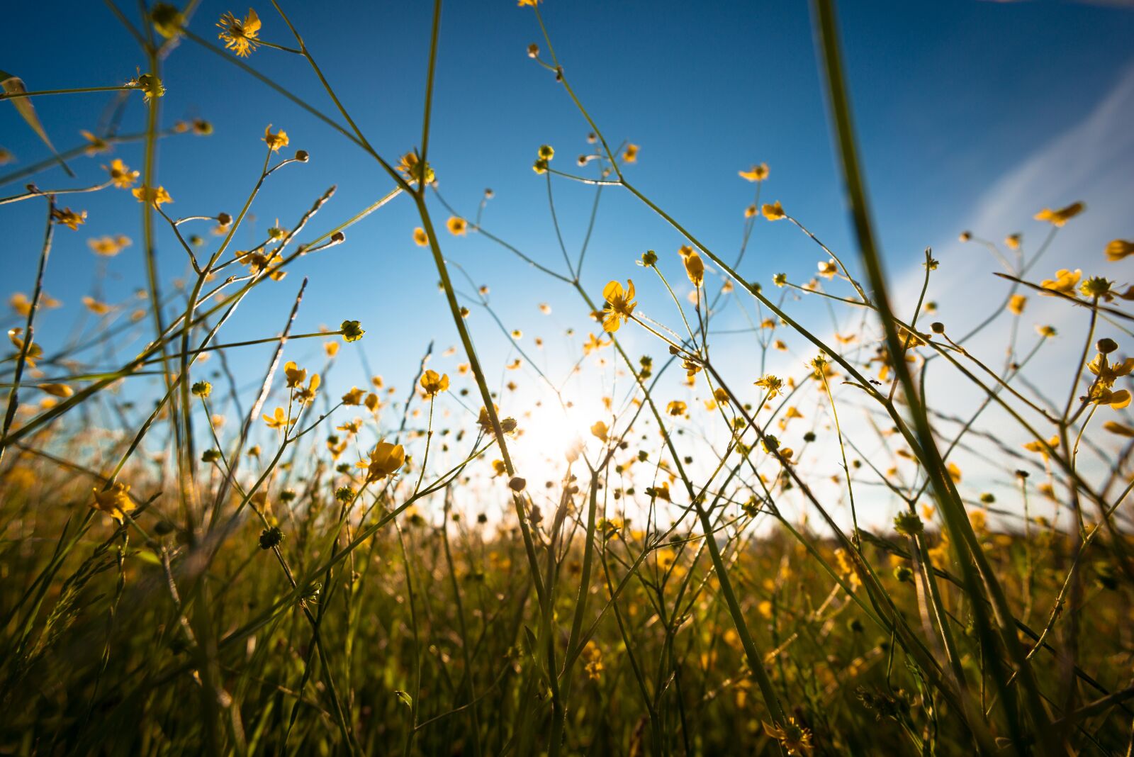 Nikon D800 sample photo. Nature, flower, blossom photography