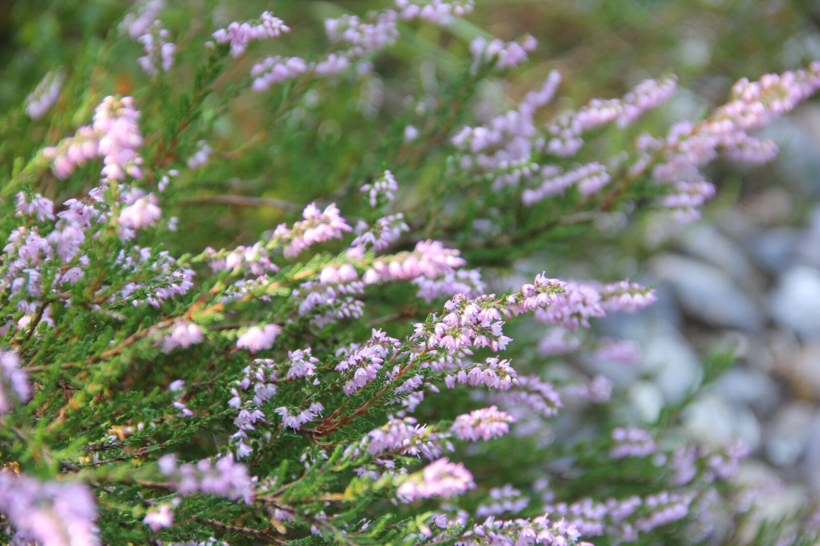 Canon EOS 60D sample photo. Heide, nature, plant photography