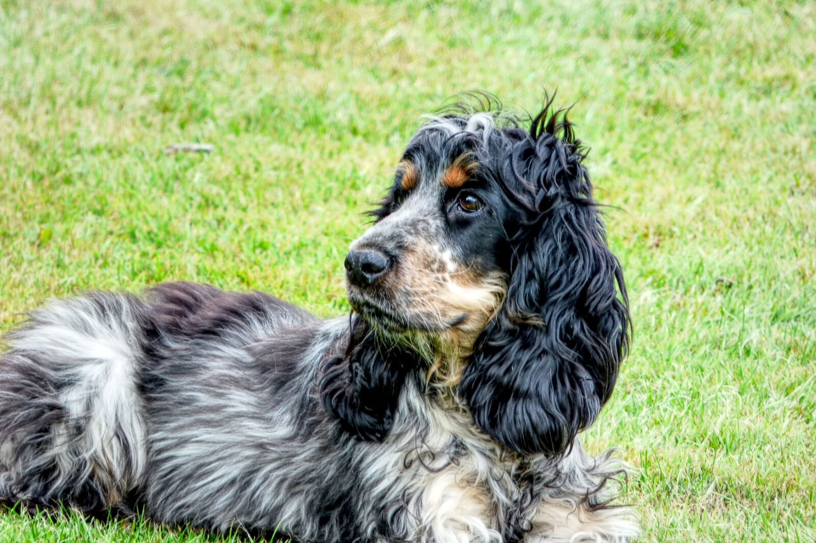 Panasonic DMC-FZ72 sample photo. Dog, cocker spaniel, pet photography