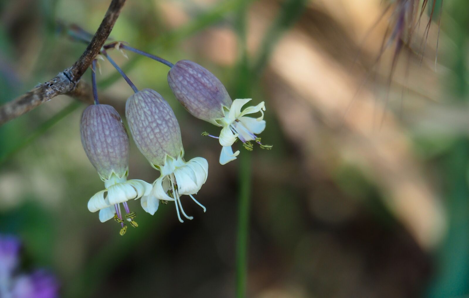 Olympus OM-D E-M5 II sample photo. Flora, silene vulgaris, flower photography