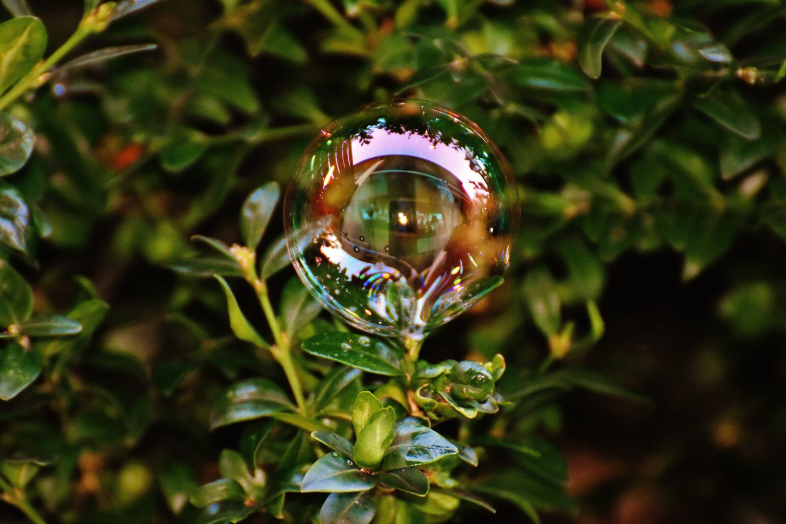 Nikon D7200 sample photo. Soap bubble, colorful, buxbaum photography