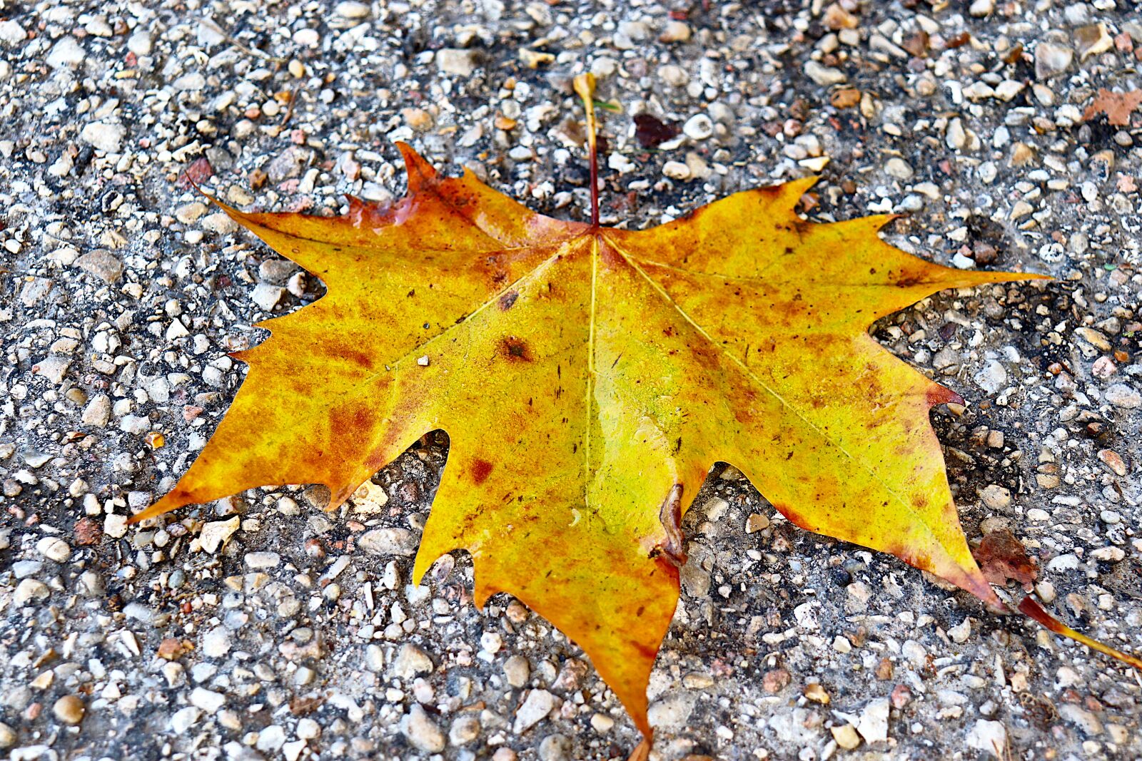 Canon EOS 800D (EOS Rebel T7i / EOS Kiss X9i) sample photo. Autumn leaves, fall colors photography