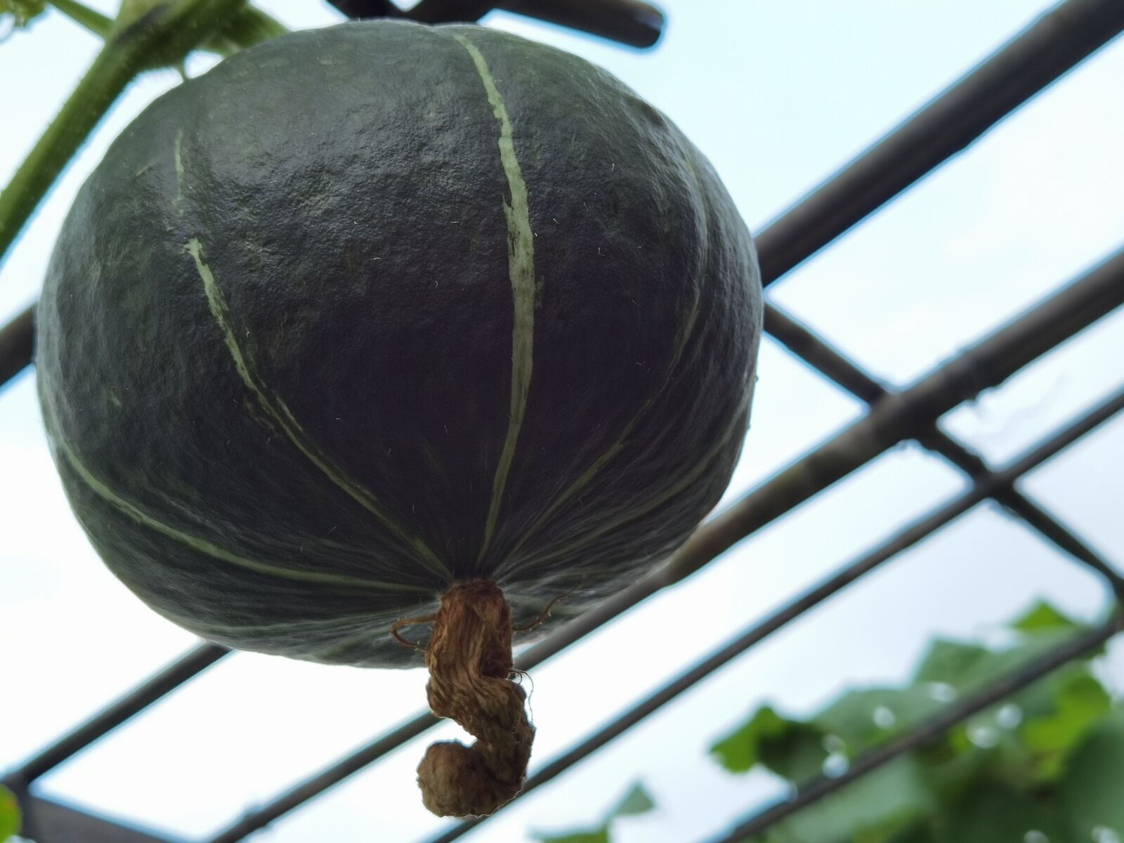 HUAWEI ELS-AN00 sample photo. Pumpkin, fruits and vegetables photography
