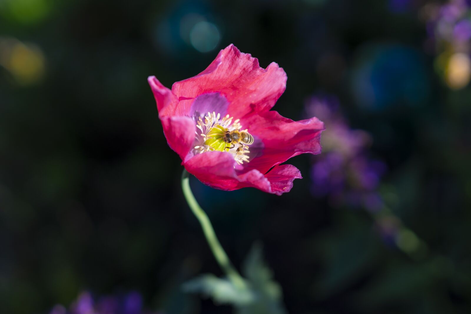 Sony a7 II + E 50mm F1.8 OSS sample photo. Flower, bee, blossom photography