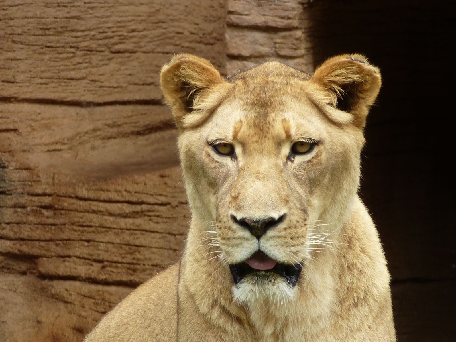 Panasonic Lumix DMC-ZS15 (Lumix DMC-TZ25) sample photo. Lion, zoo, predator photography