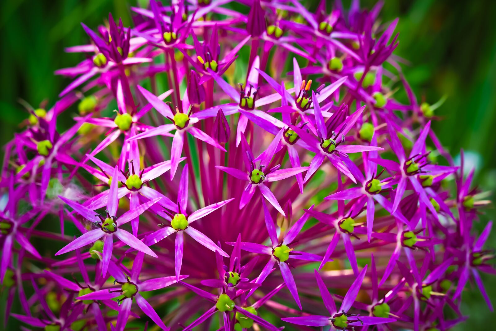 Olympus OM-D E-M10 sample photo. Ornamental onion, flower, blossom photography