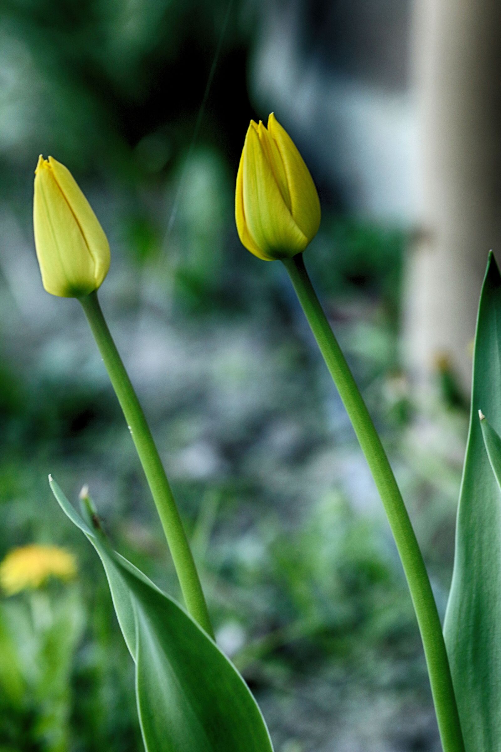 Canon EOS 7D Mark II + Canon EF 135mm F2L USM sample photo. Tulip, nature, spring photography