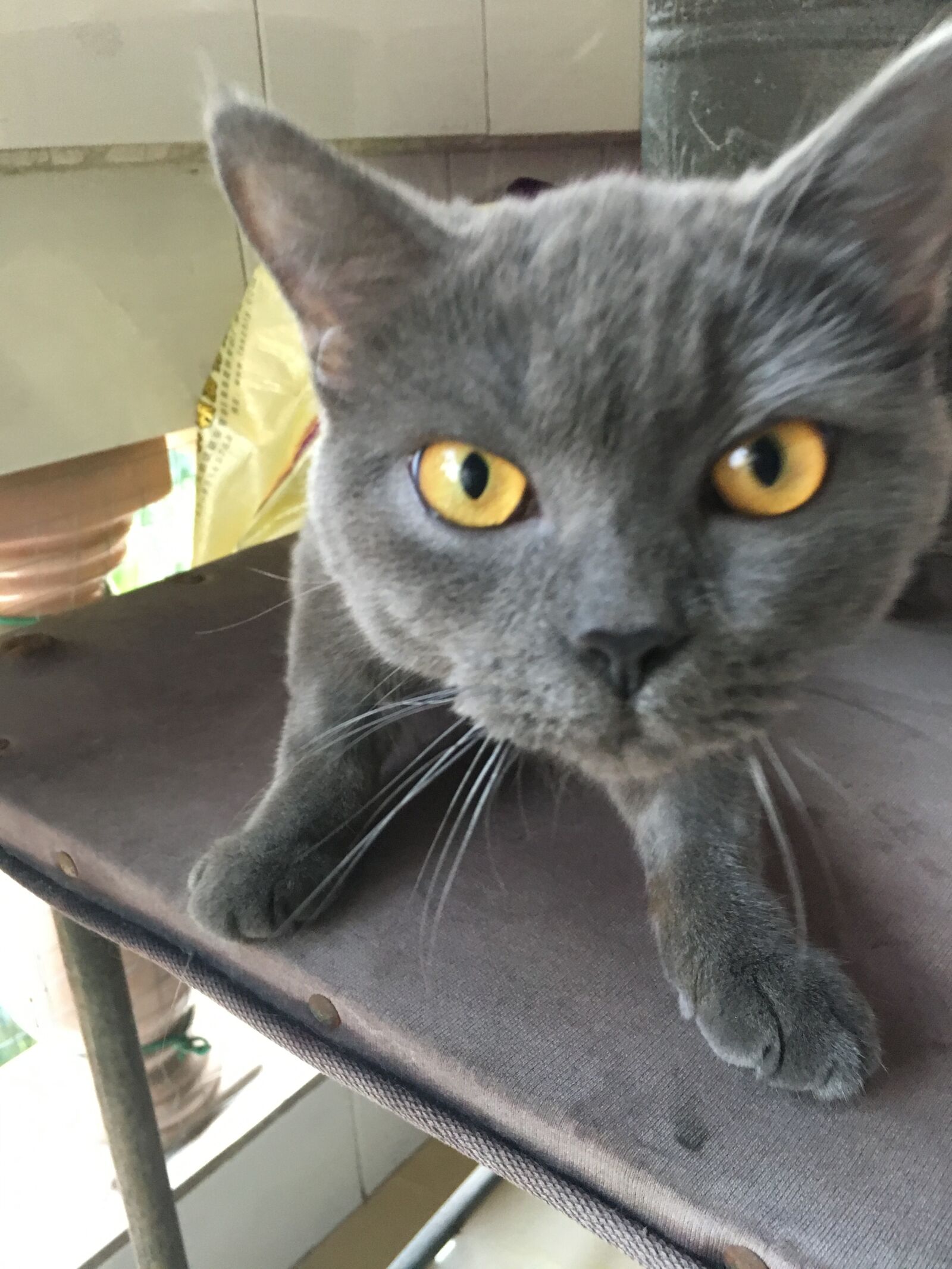 Apple iPhone 6s sample photo. Cat, blue cat, british photography