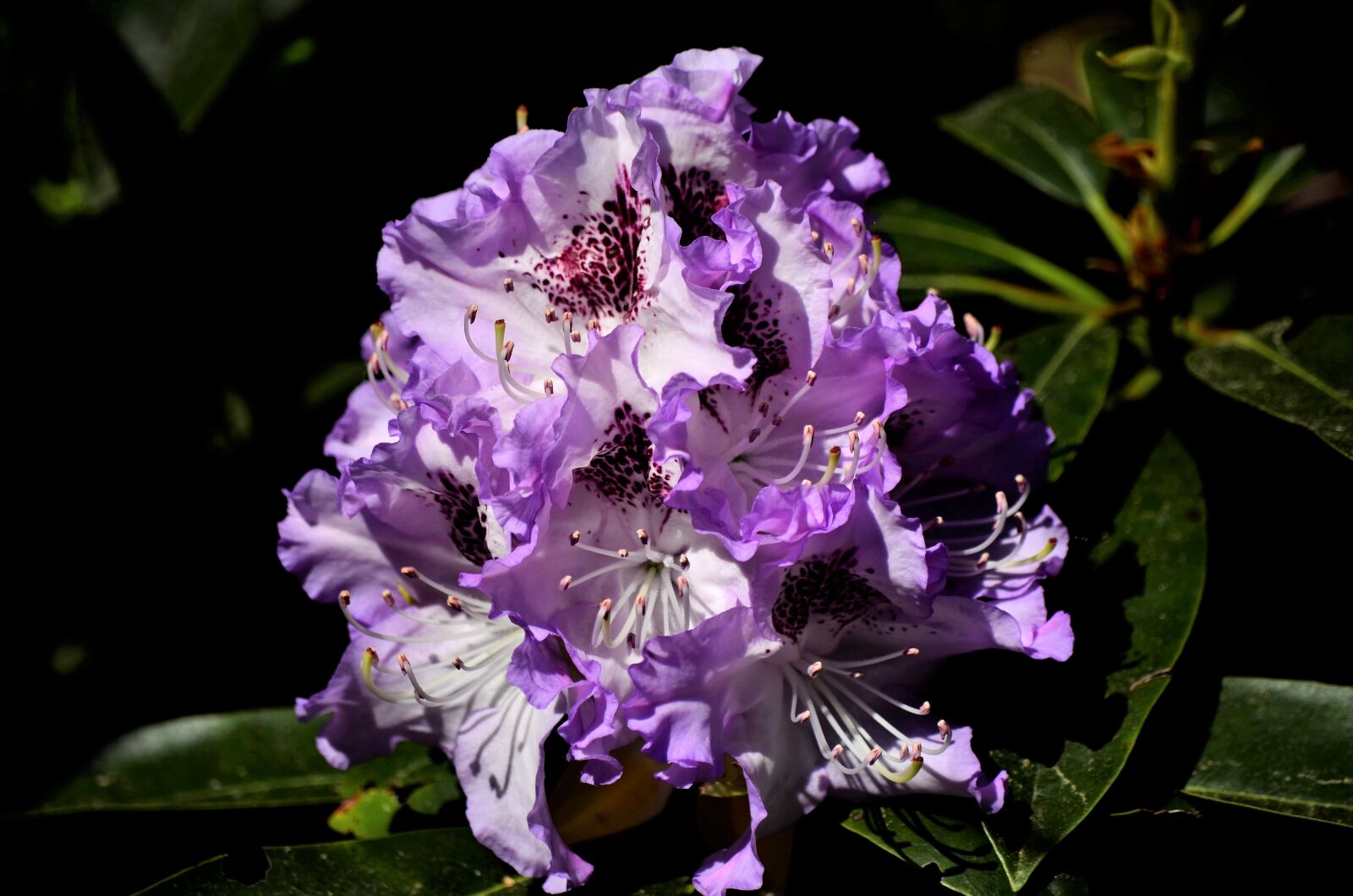 Nikon D5100 sample photo. Plant, nature, garden photography