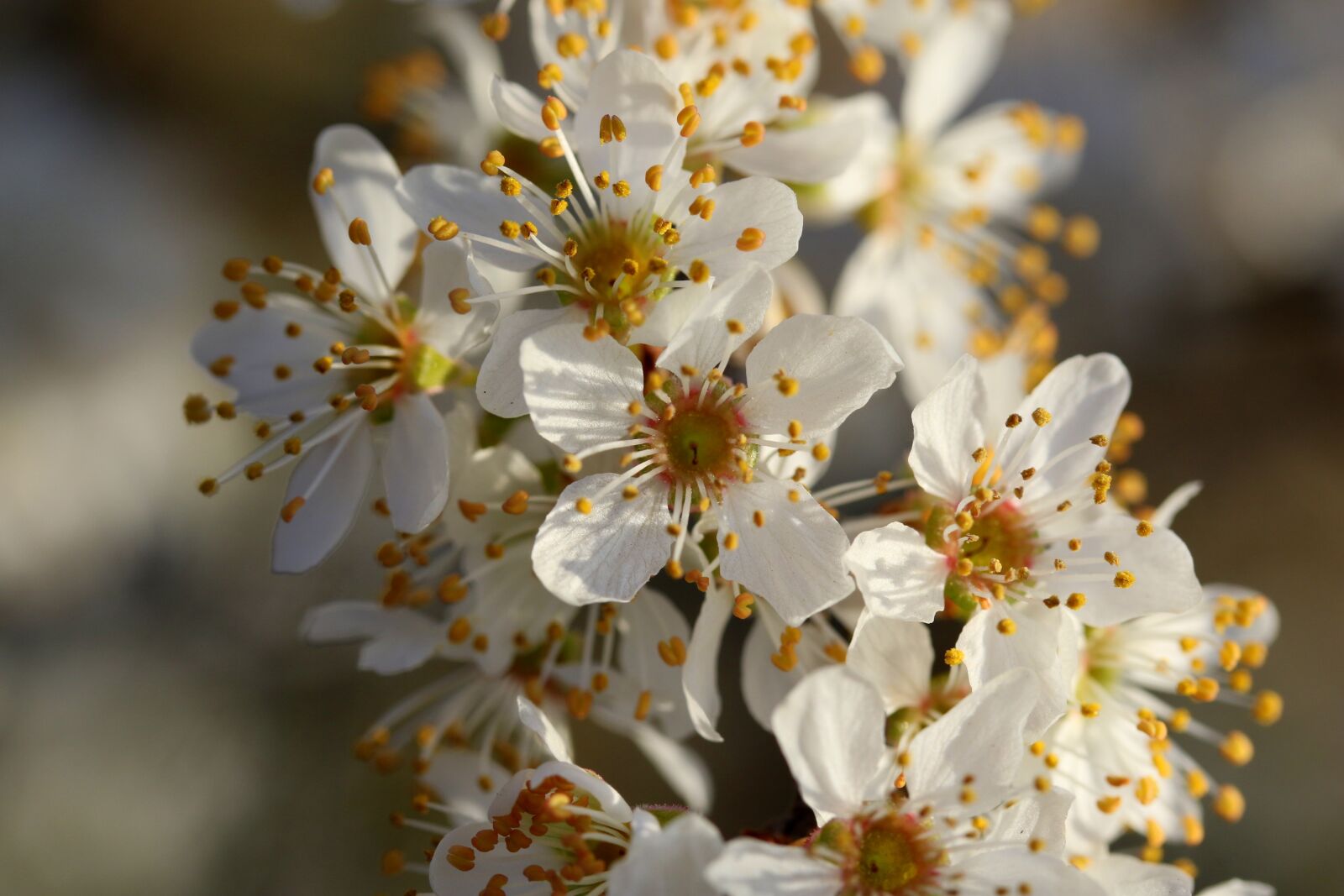 Canon EF-S 60mm F2.8 Macro USM sample photo. Flowers, white, casey photography