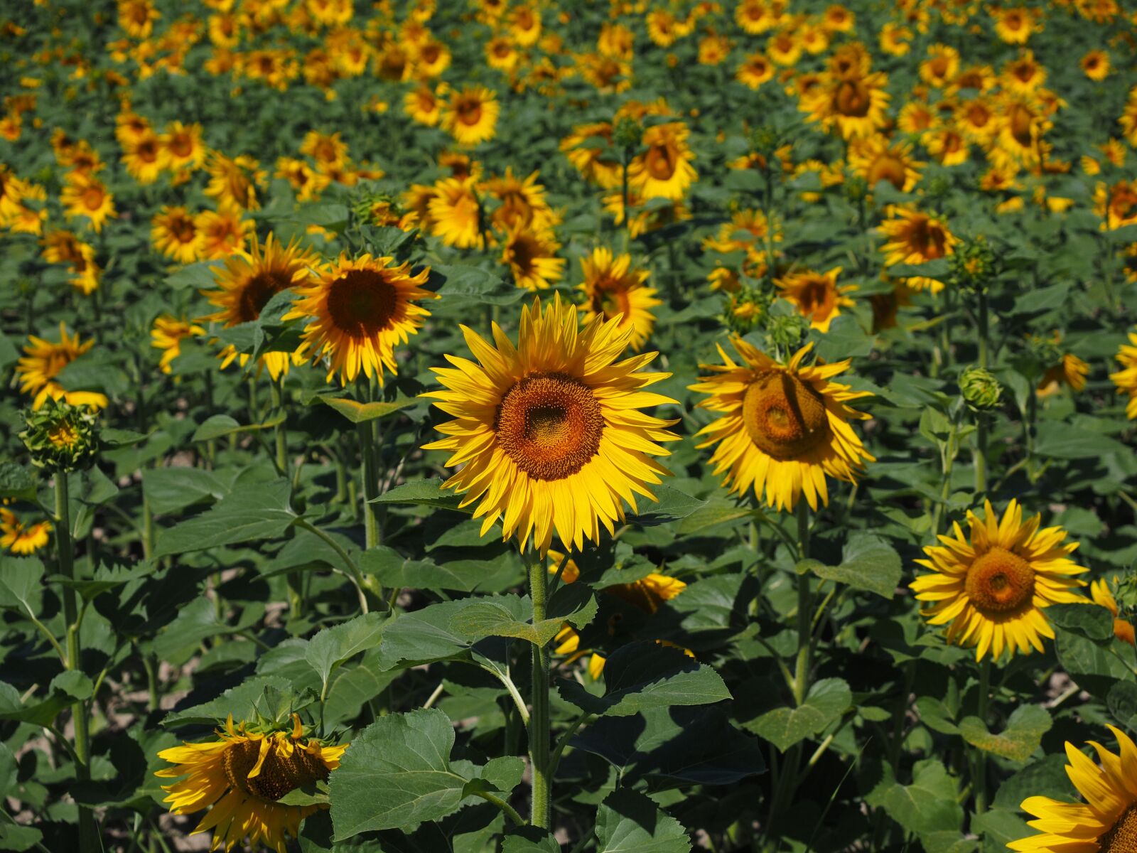 Olympus OM-D E-M1 + Olympus M.Zuiko Digital ED 12-40mm F2.8 Pro sample photo. Sunflower, sunflower field, helianthus photography