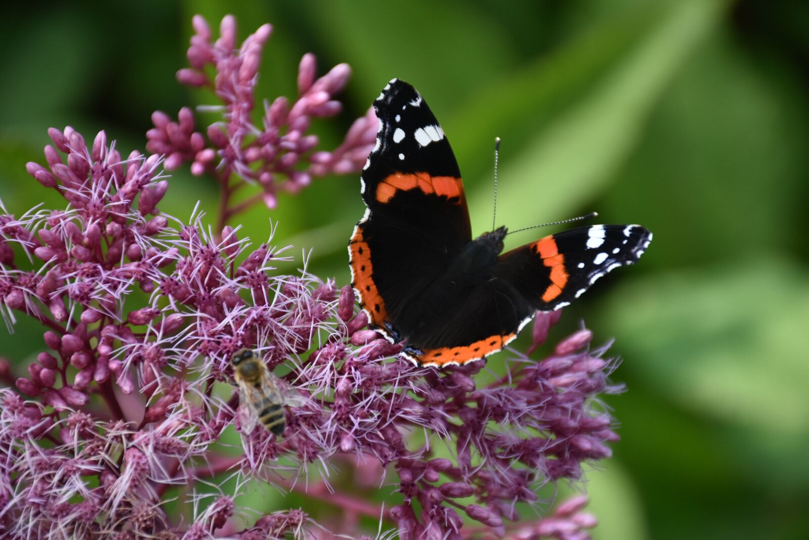 Nikon D7200 sample photo. Flower, butterfly, insect photography
