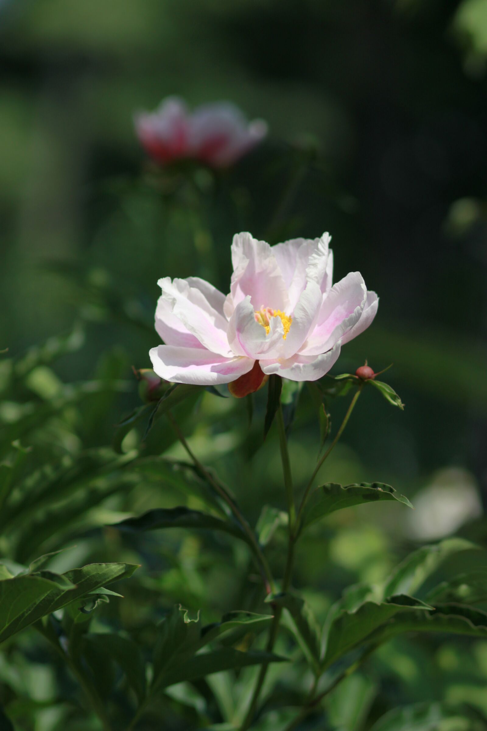 Canon EOS 500D (EOS Rebel T1i / EOS Kiss X3) sample photo. Nature, plants, flowers photography