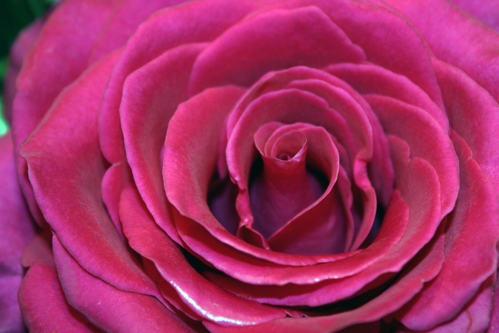 Canon EOS 1200D (EOS Rebel T5 / EOS Kiss X70 / EOS Hi) sample photo. Rose, pink, red photography