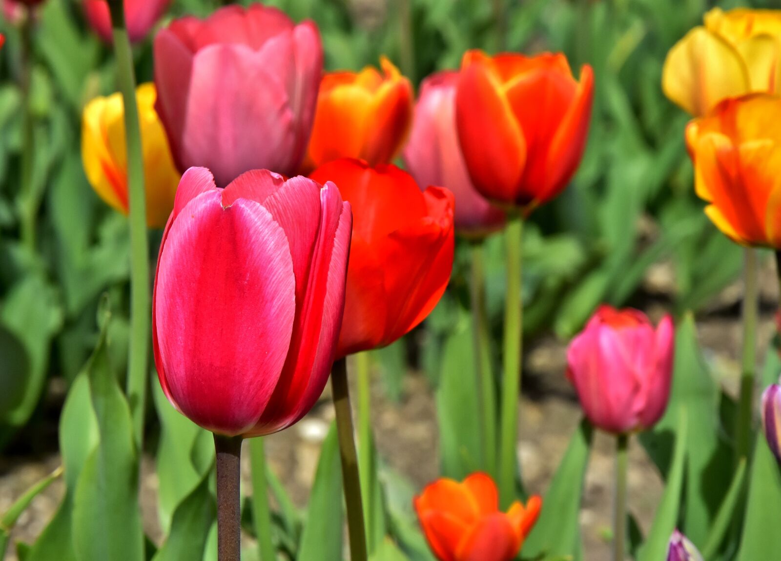 Nikon D7200 sample photo. Tulips, flowers, colorful photography