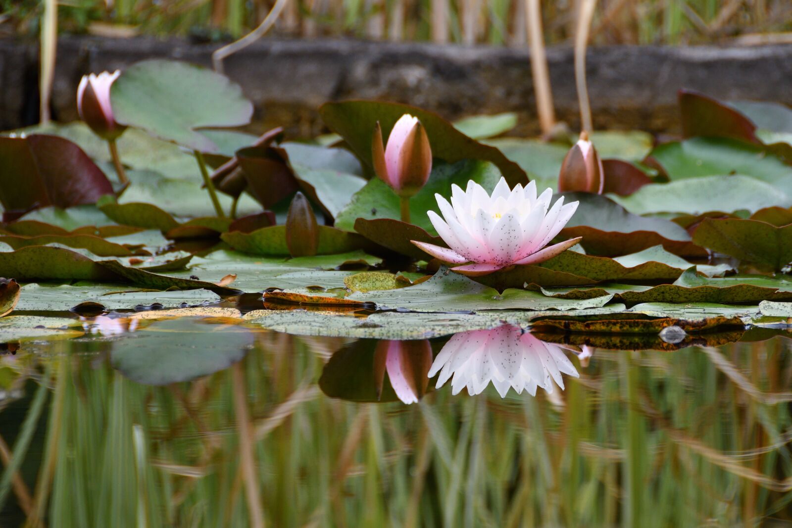 Nikon D500 sample photo. Flora, nature, flower photography