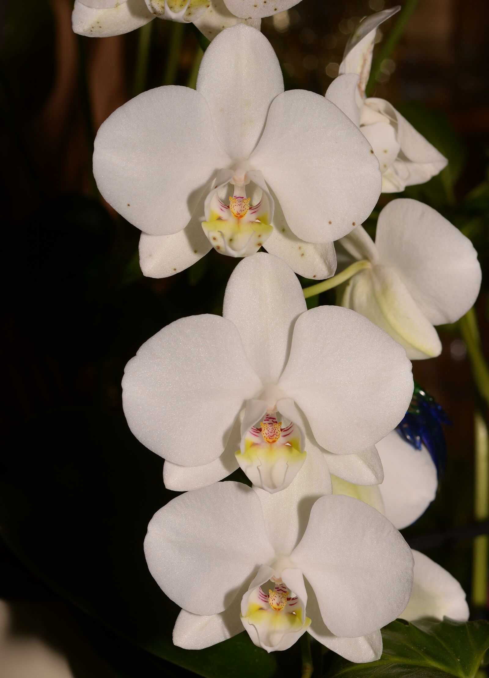Nikon D5200 sample photo. Orchid, rainforest, blossom photography