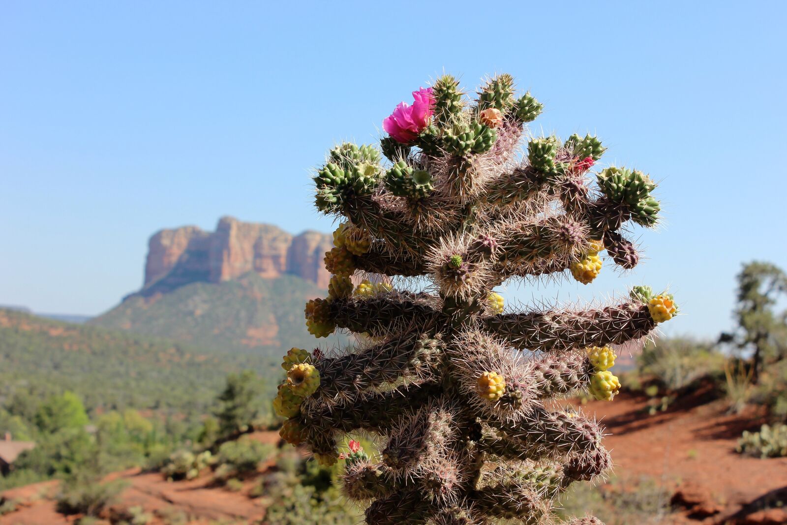 Canon EOS 600D (Rebel EOS T3i / EOS Kiss X5) sample photo. Sedona, usa, cactus photography