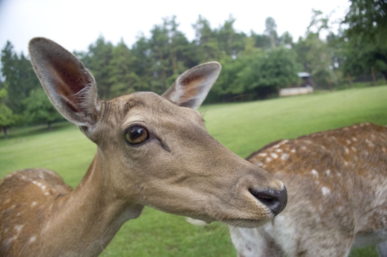 smc PENTAX-DA L 18-55mm F3.5-5.6 sample photo. Deer, animal, the zoo photography