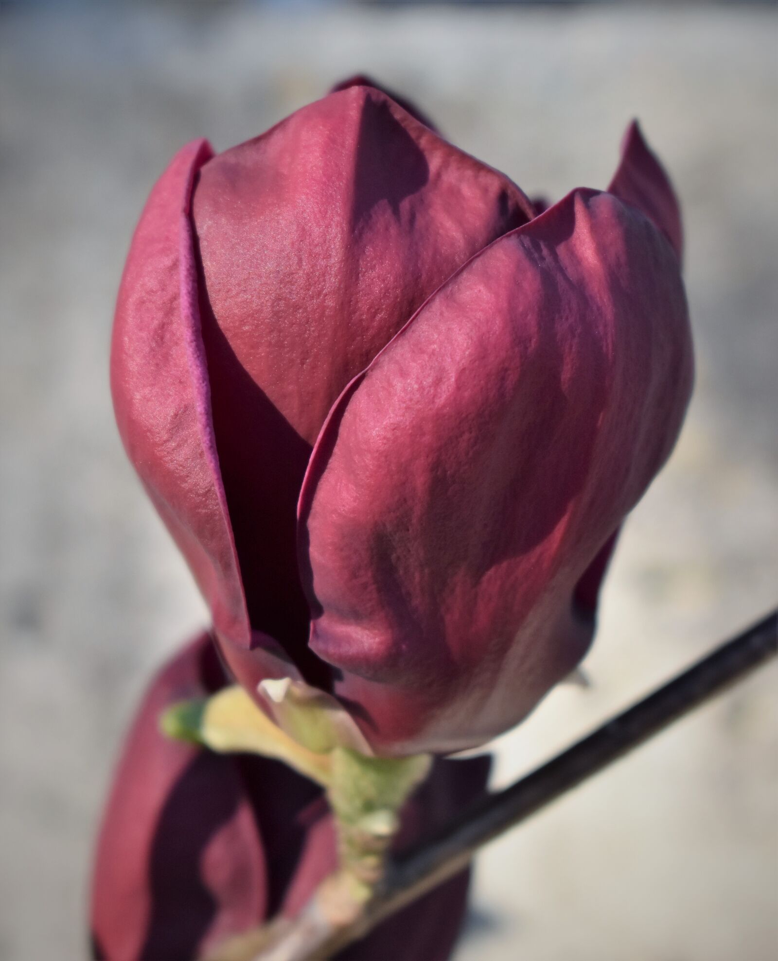 Nikon D5500 sample photo. Magnolia, blossom, bloom photography