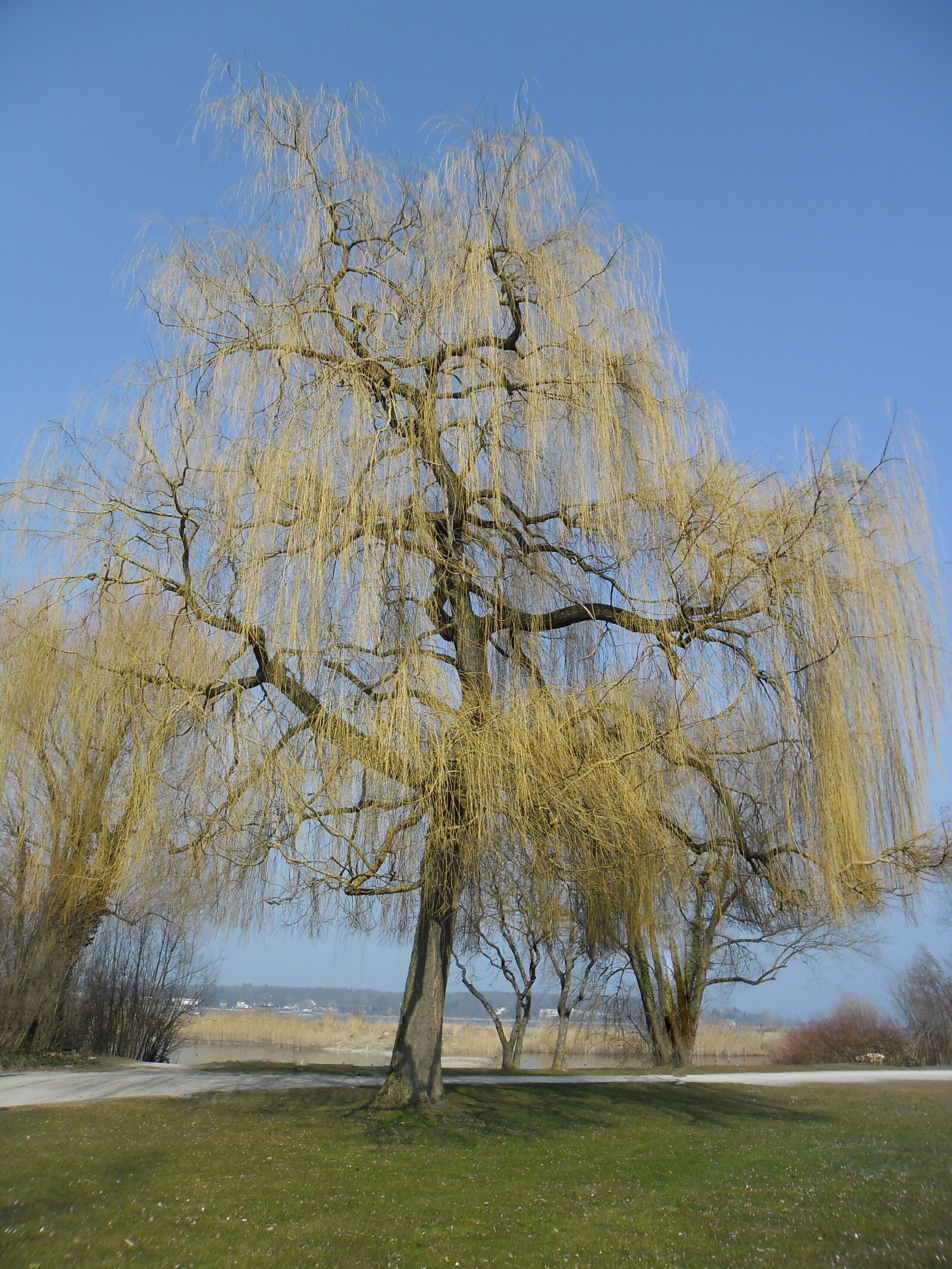 Samsung ES80/ ES81 sample photo. Tree, landscape, nature photography
