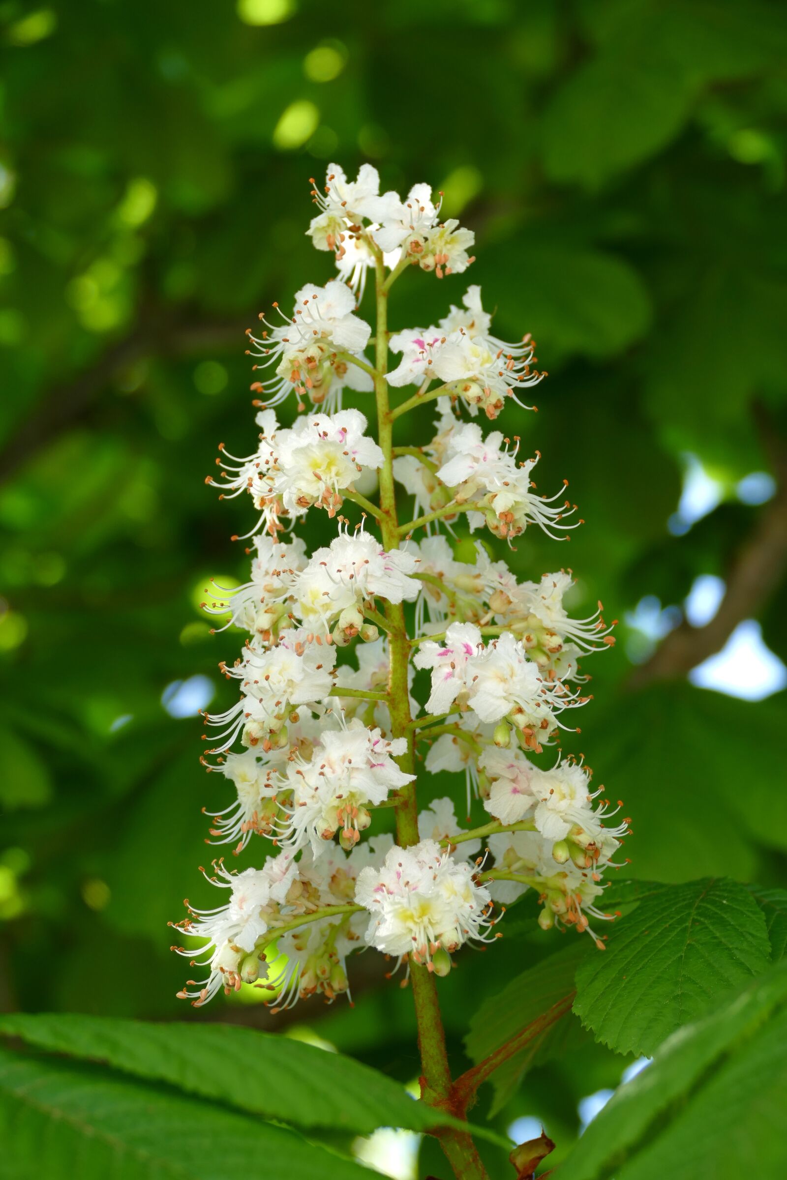 Panasonic Lumix DMC-FZ1000 sample photo. Chestnut, buckeye, blossom photography