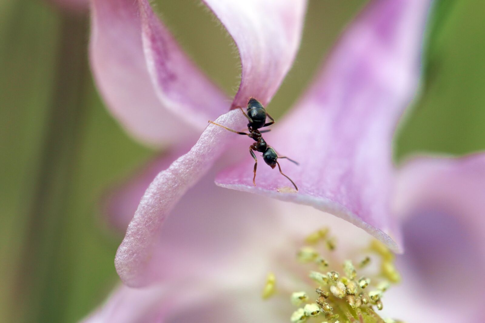 Canon EOS 7D Mark II sample photo. Ant, inside a flower photography