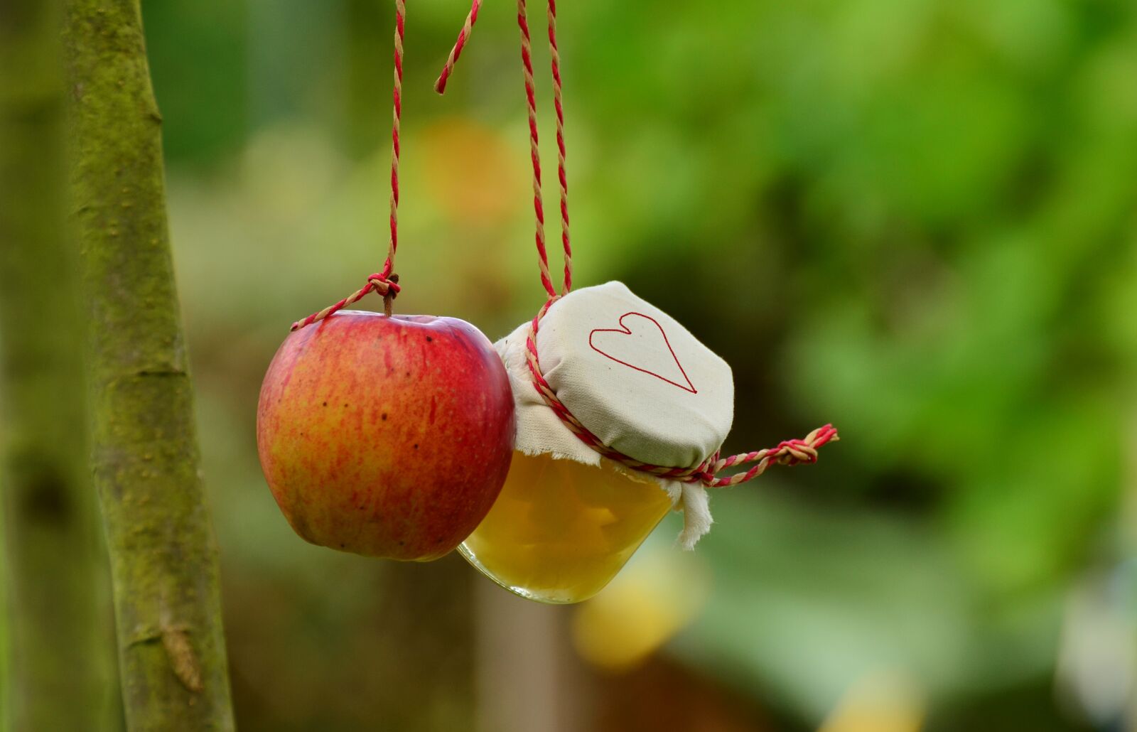 Nikon D5100 sample photo. Apple tree, apple, apple photography