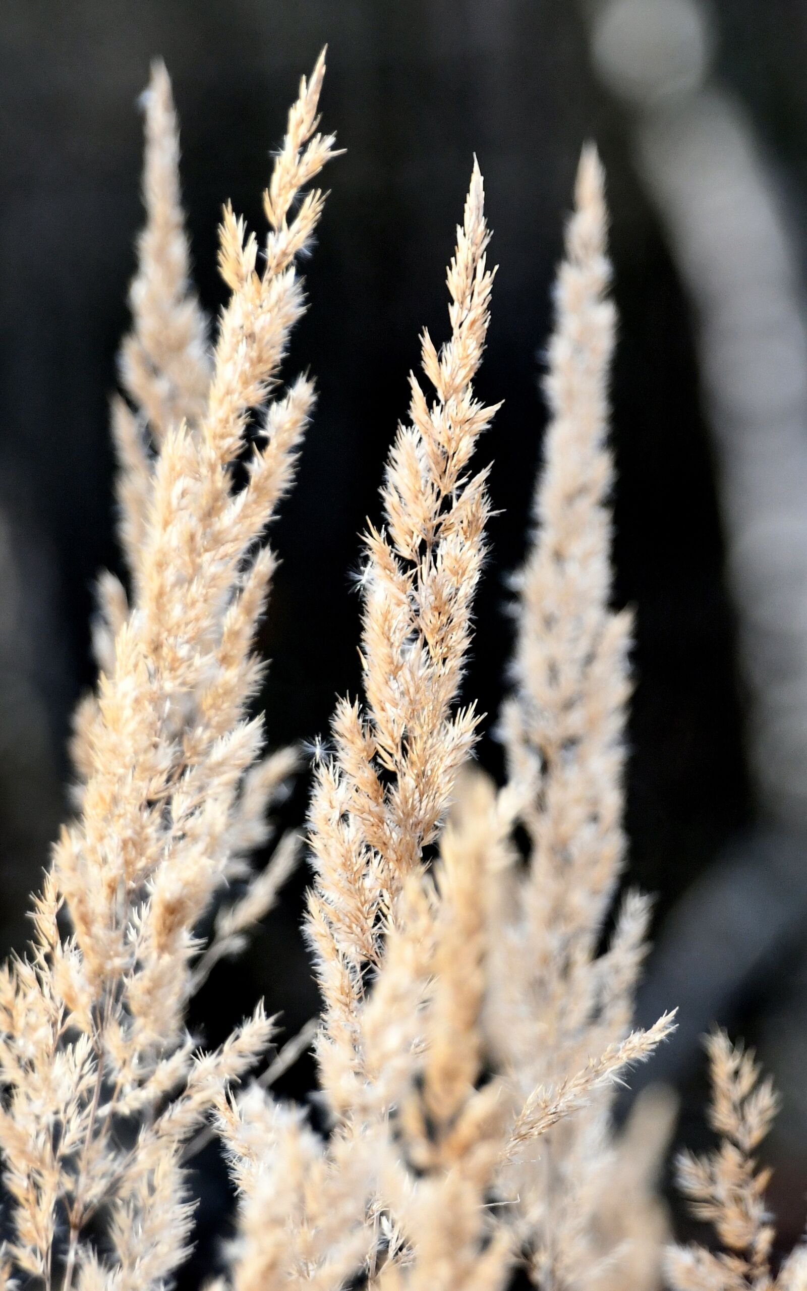 Nikon D7500 sample photo. Grass, ears, autumn photography