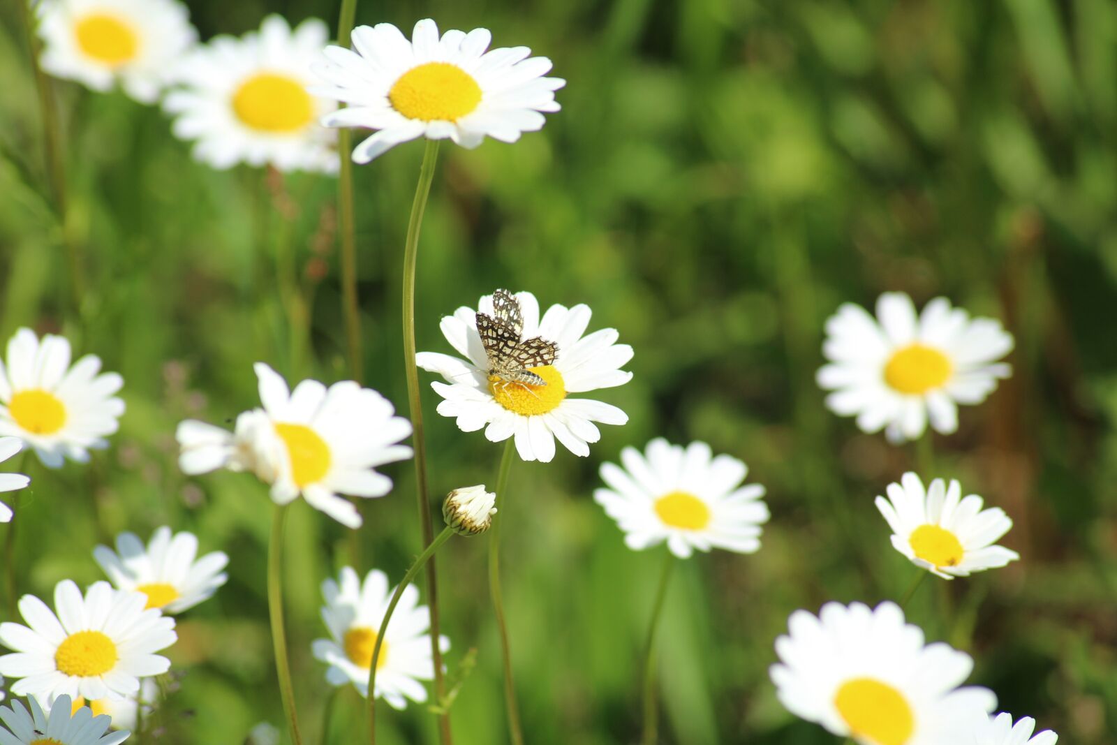 Canon EOS 1200D (EOS Rebel T5 / EOS Kiss X70 / EOS Hi) sample photo. Margaretki, daisies, flowers photography