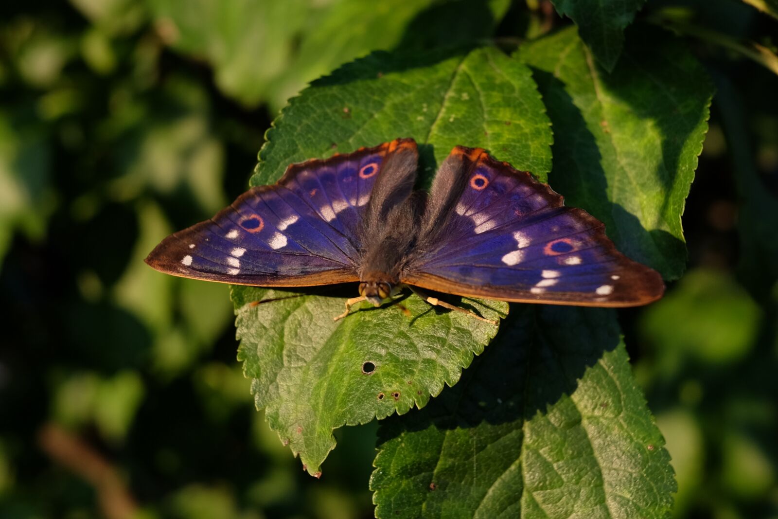 Fujifilm X70 sample photo. Butterfly, insect, nature photography