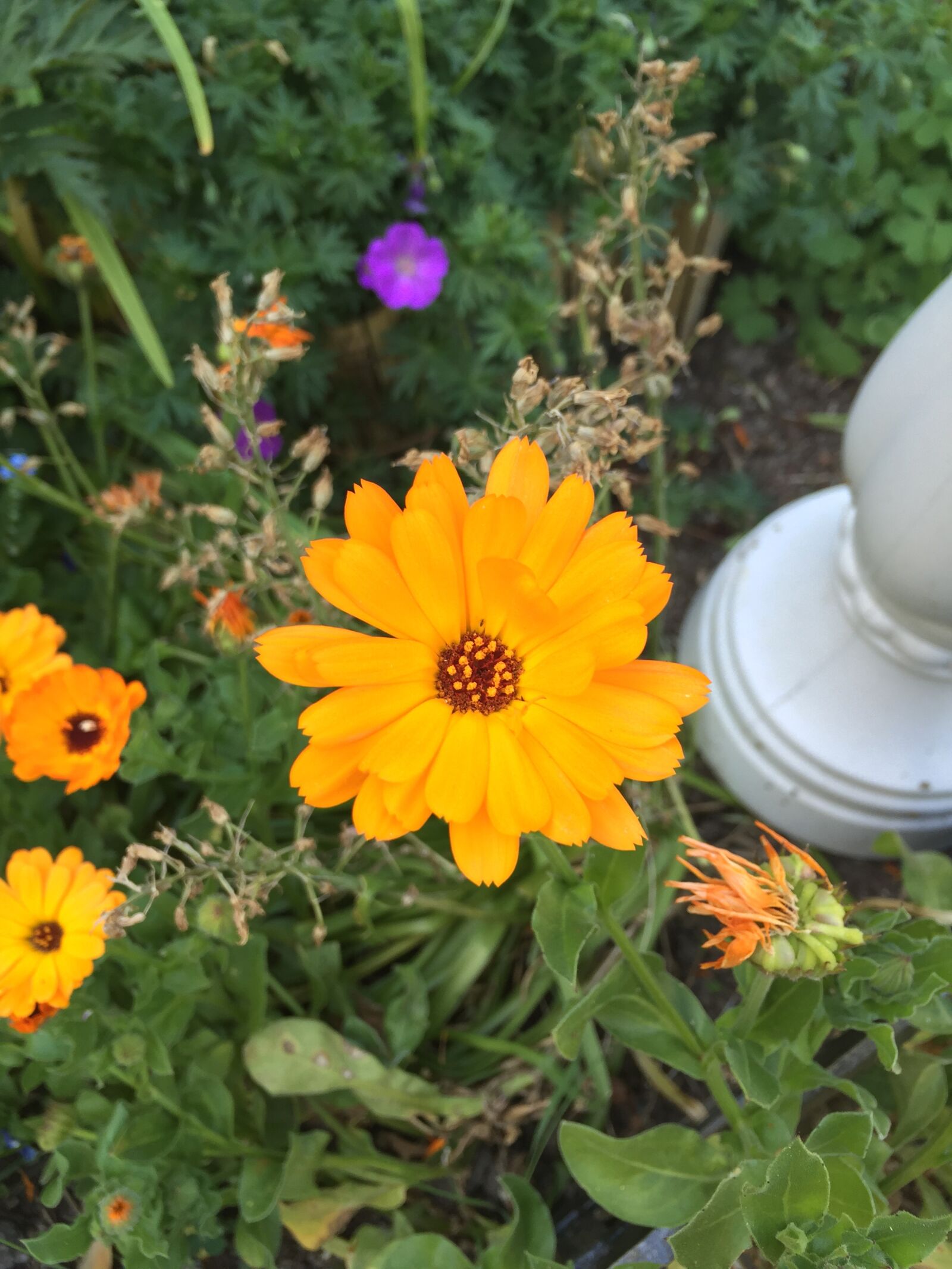 Apple iPhone 6 sample photo. Yellow, garden, nature photography