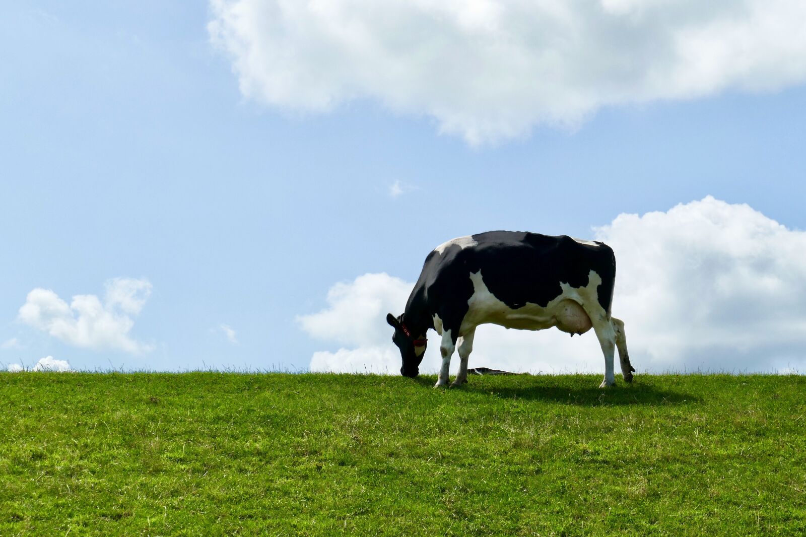 Panasonic Lumix DMC-FZ1000 sample photo. Cow, cows, friesland photography