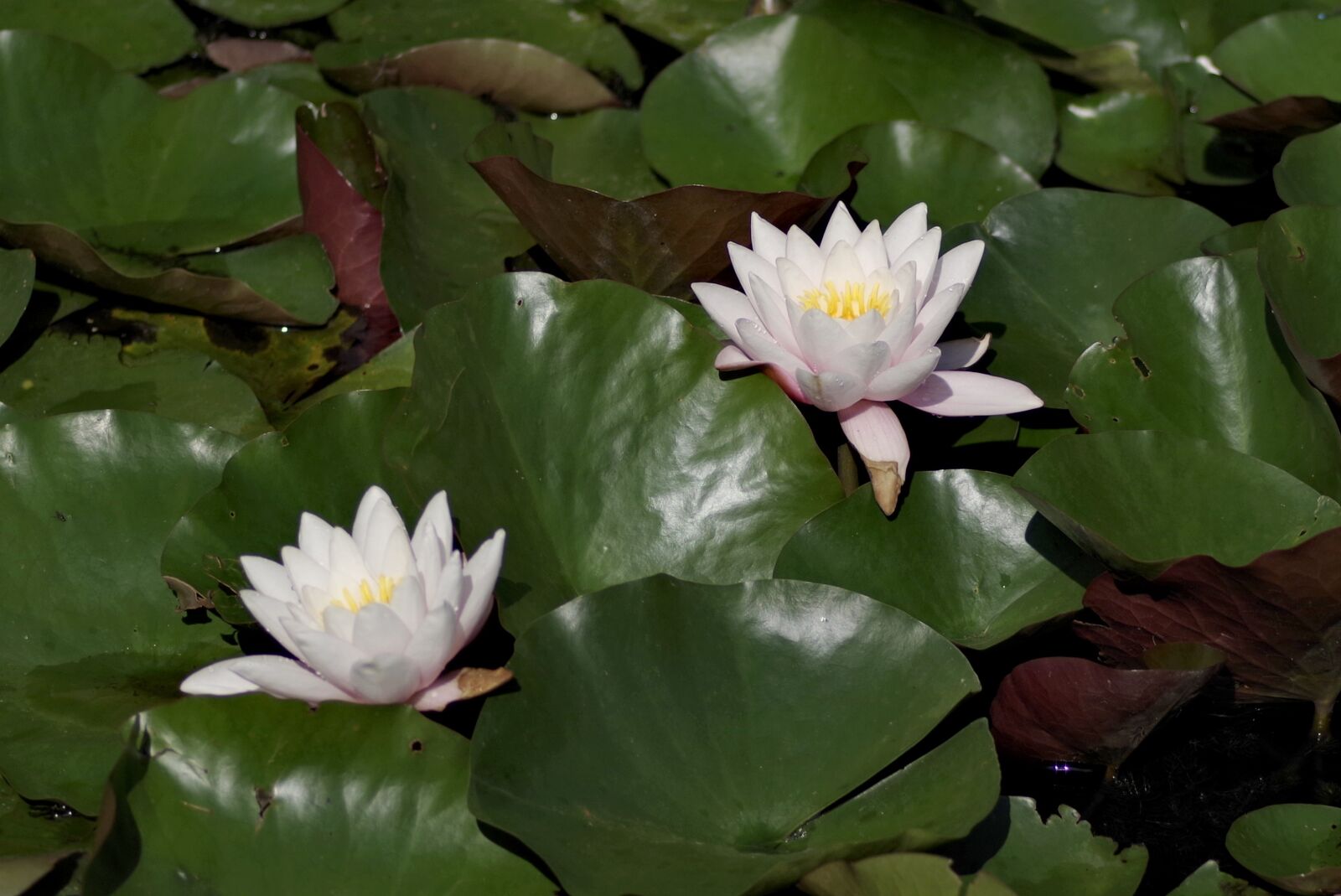 Pentax K-S2 sample photo. Water lilies, flower, lily photography