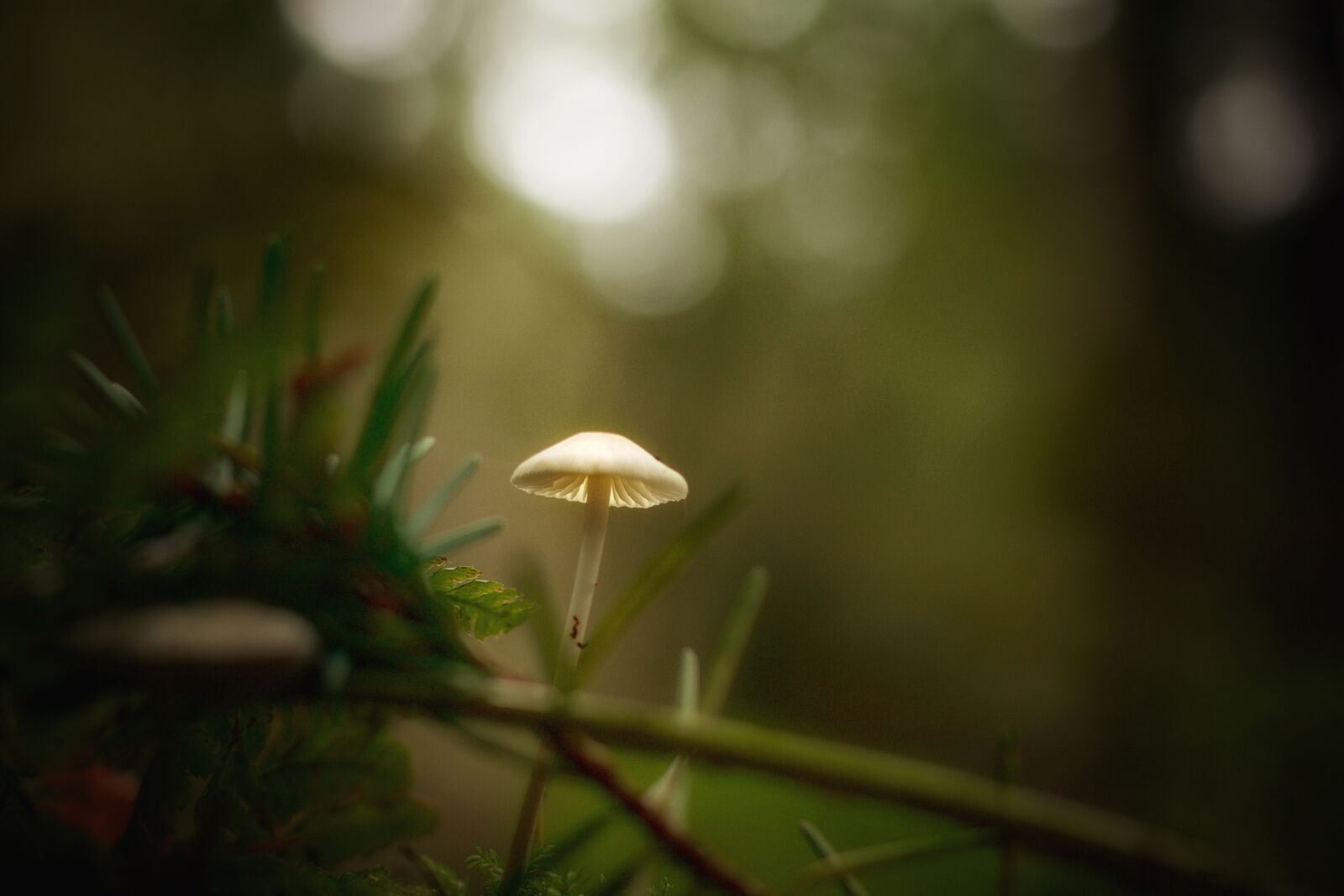 Pentax K-70 sample photo. Mushroom, forest, nature photography