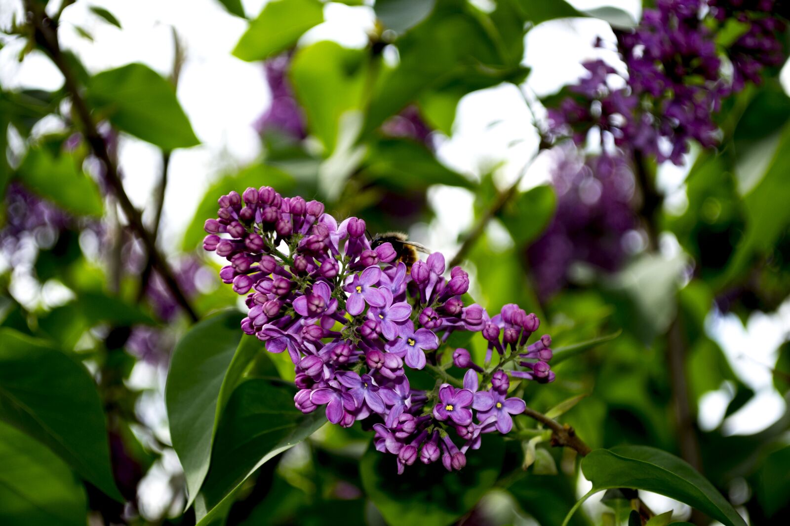 Nikon D3100 sample photo. Lilac, flowers, purple photography