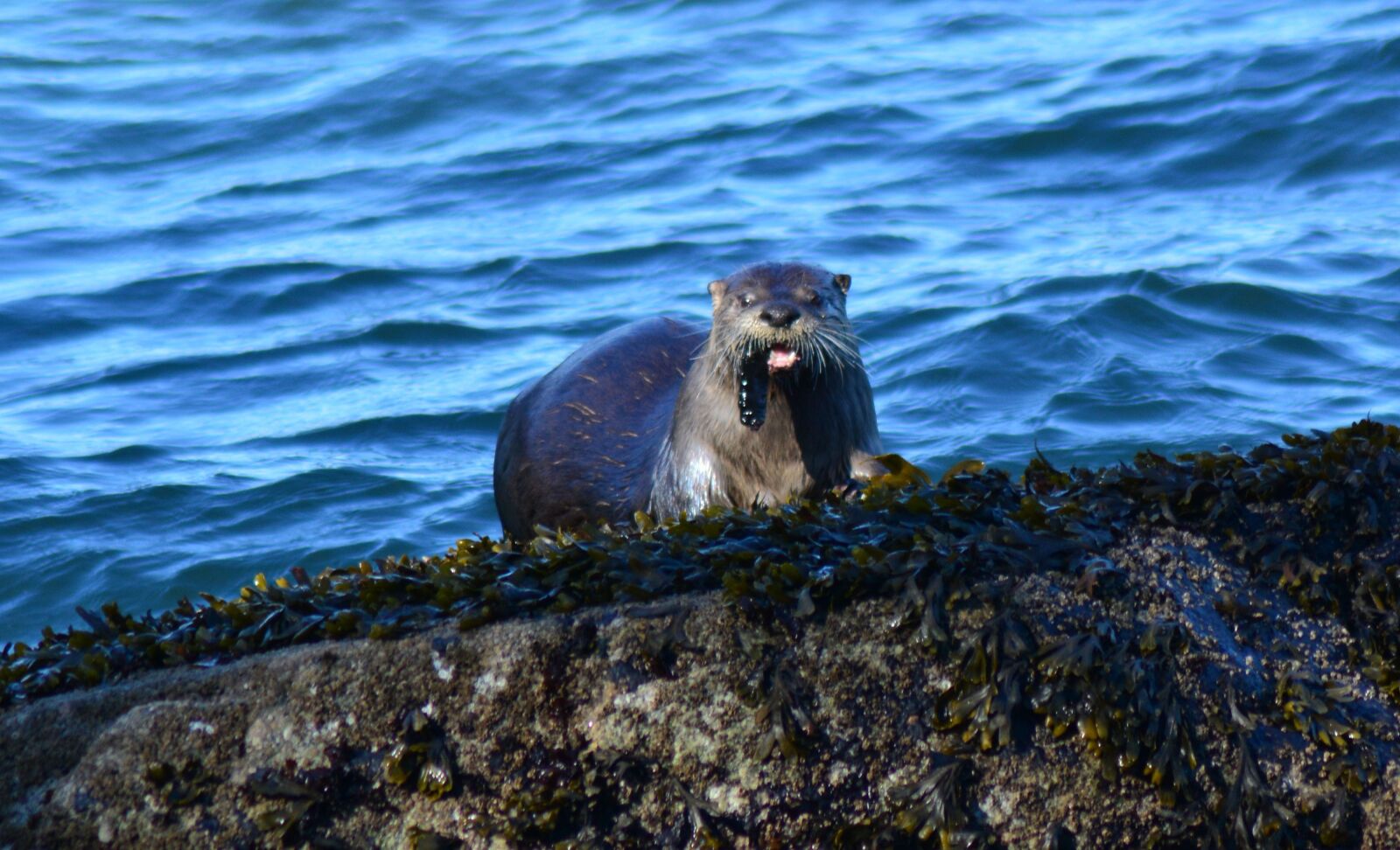 Nikon D7100 sample photo. Otter, eel, mammal photography