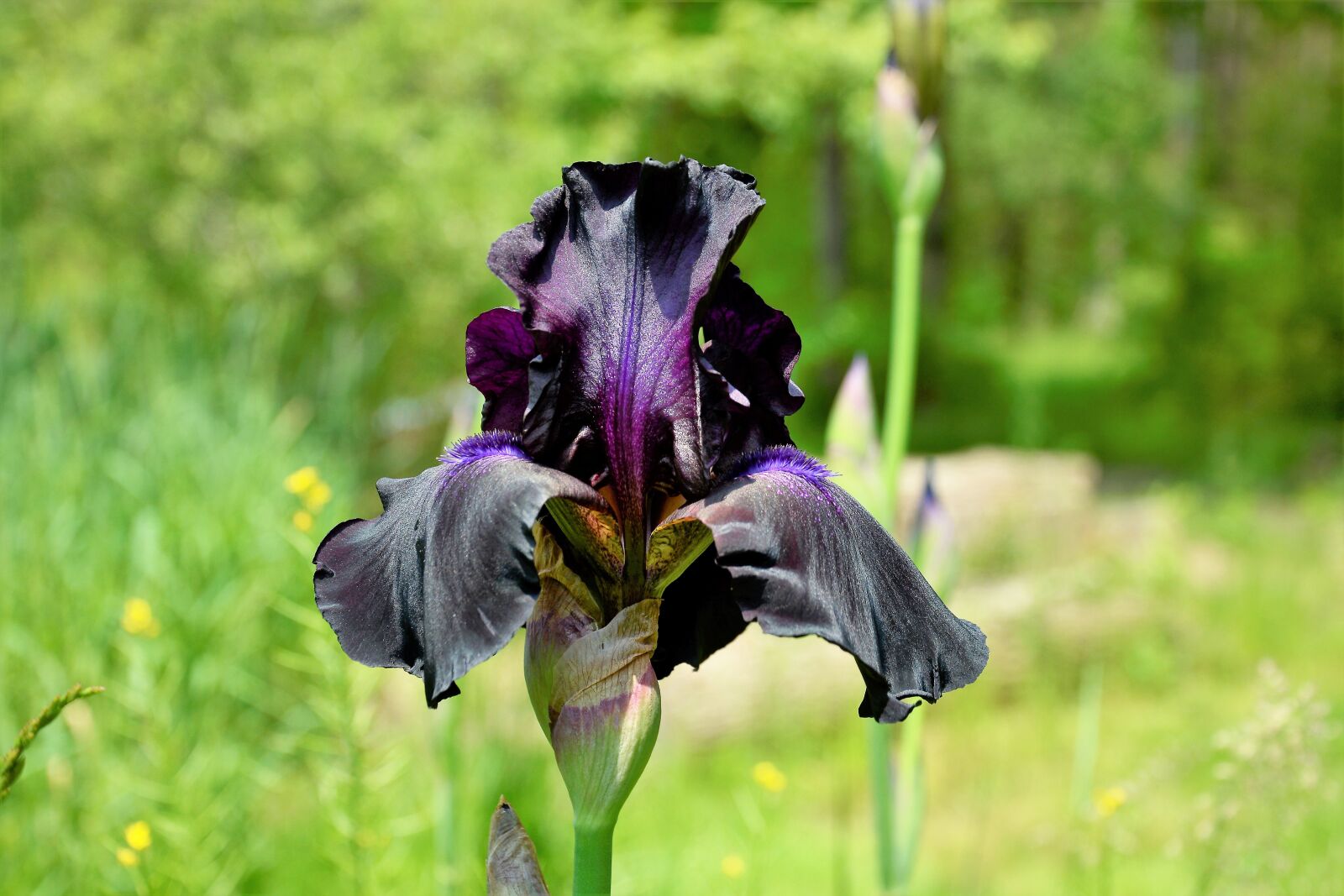 Nikon D7100 sample photo. Iris, flower, bloom photography