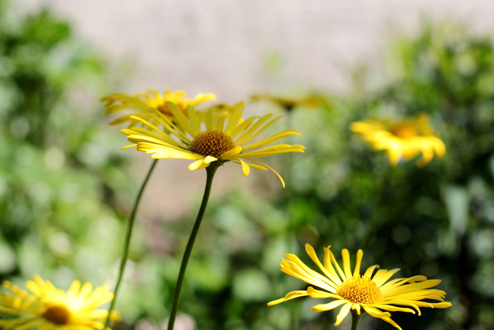 Canon EOS 600D (Rebel EOS T3i / EOS Kiss X5) + Canon EF 50mm F1.8 STM sample photo. Doronicum, voorjaarszonnebloem, spring photography