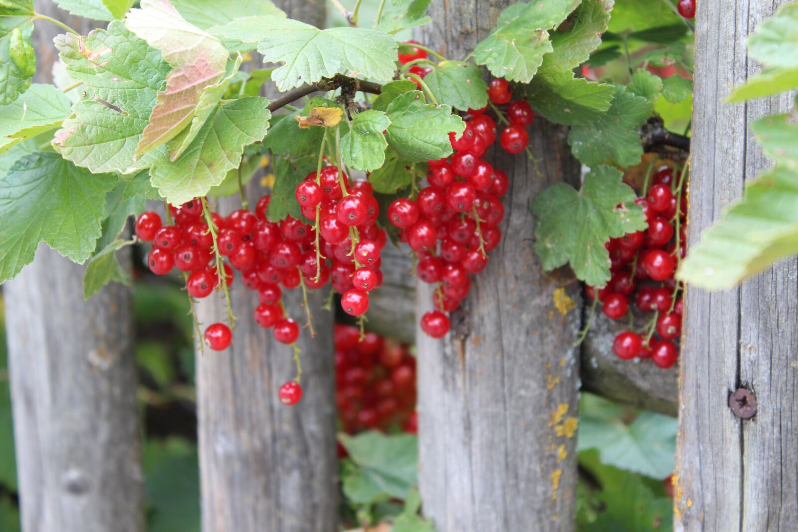 Canon EOS 1300D (EOS Rebel T6 / EOS Kiss X80) sample photo. Currants, fruit, still life photography