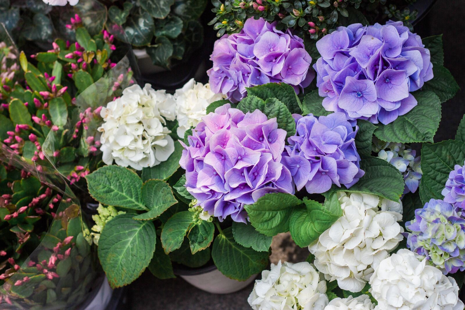Canon EOS 700D (EOS Rebel T5i / EOS Kiss X7i) + Canon EF 50mm F1.8 II sample photo. Flower, spring, pink flower photography