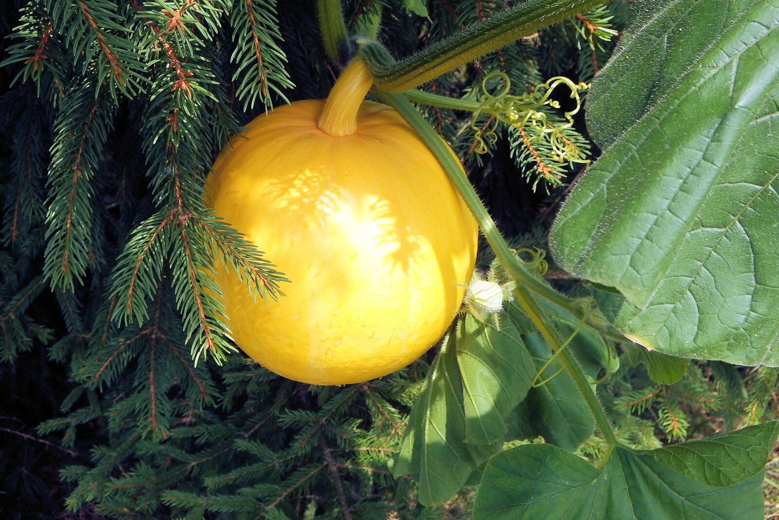 Fujifilm FinePix SL1000 sample photo. Pumpkin, yellow, vegetables photography