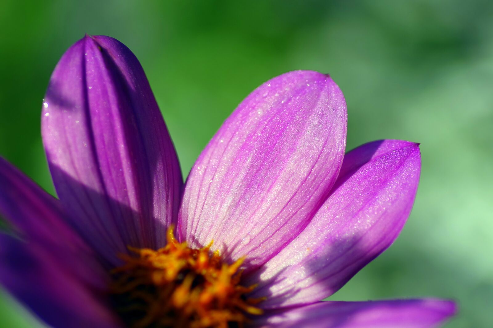 Pentax K-S2 sample photo. Zinnia, flower, the petals photography