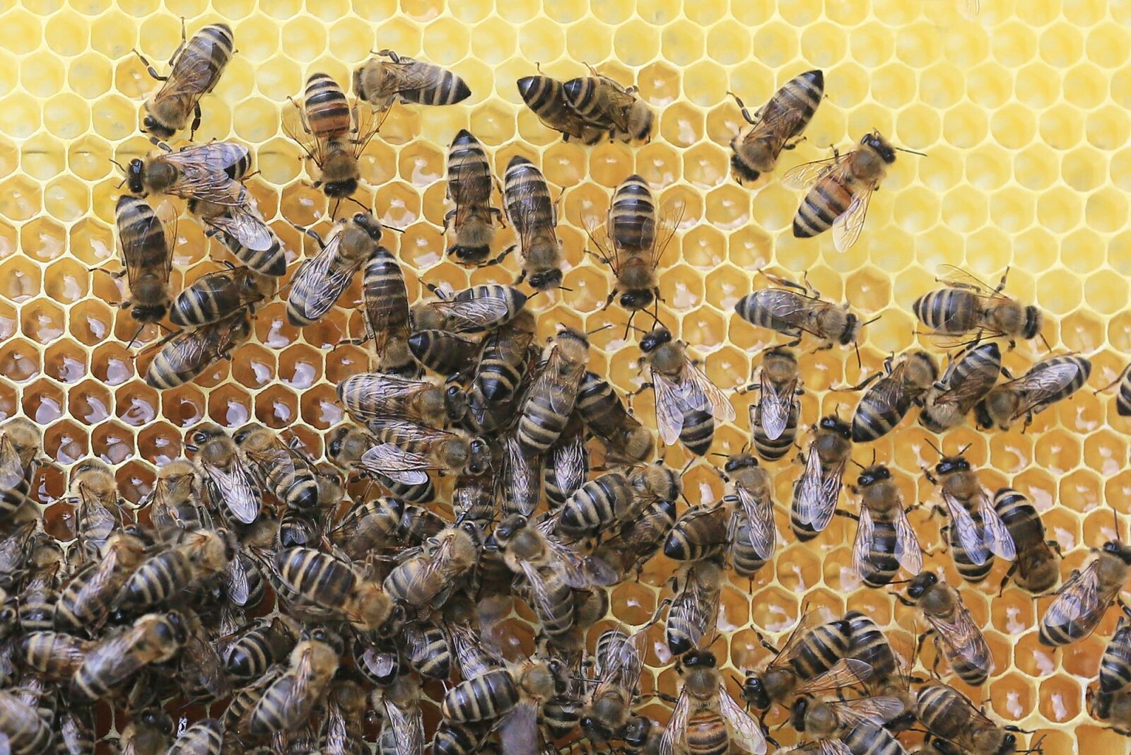 Canon EOS 5D Mark III sample photo. Bees, honeycomb, beekeeper photography